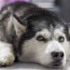 The Sled Dog Degree Program