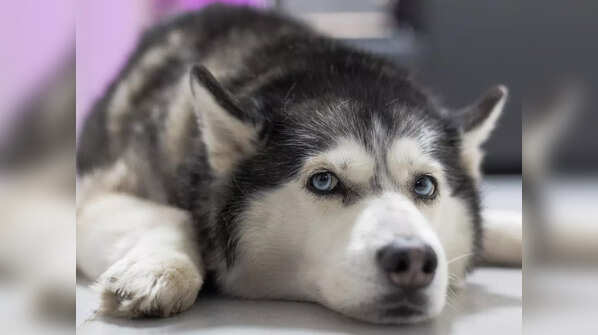 The Sled Dog Degree Program