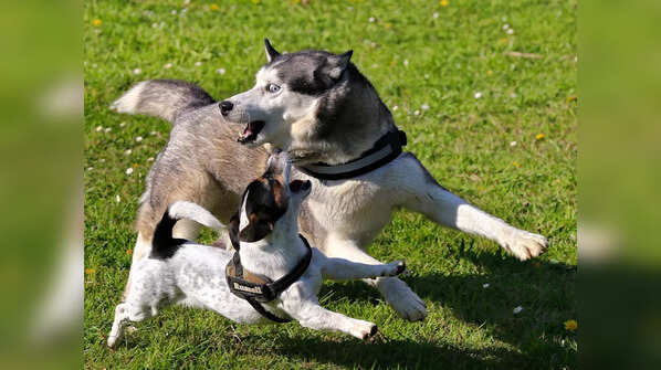 The challenge to make them our pets