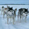 How they became sled dogs