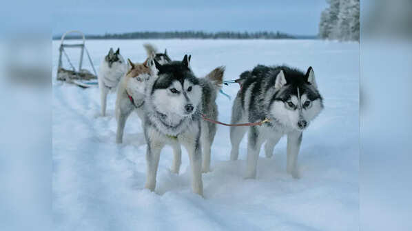 How they became sled dogs