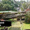 Article image for: Bengaluru: Wind uproots <i class="tbold">portion</i> of 400-yr-old big Banyan tree