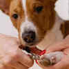 Pet Spot