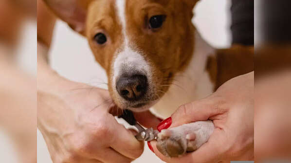 Pet Spot