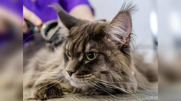 DCC (Dogs Cats & Companions) Animal Hospital