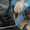 Red Paws Pet spa