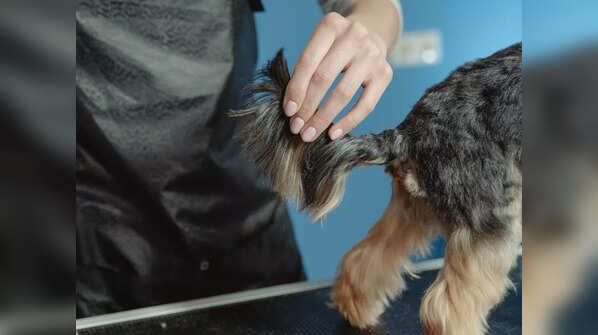 Red Paws Pet spa