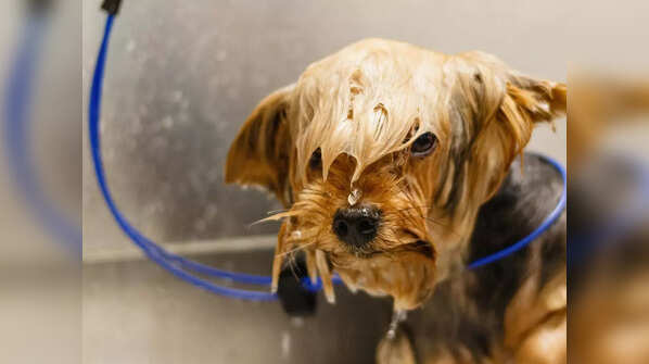 You can take your pets to these salons