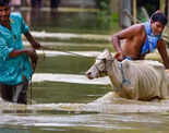 Flood displaces around 57,000 people in Assam