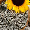 Sunflower seeds