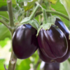​Brinjal