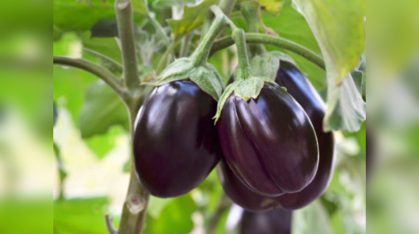 Brinjal