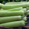 Article image for: <i class="tbold">bottle gourd</i> or Lauki