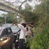 Article image for: In pics: Trees uprooted, traffic hit after heavy <i class="tbold">rain in delhi</i>-NCR