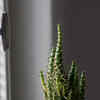 Article image for: <i class="tbold">cactus</i>
