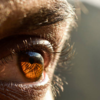 ​Blurry vision