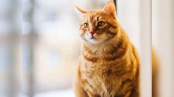 The oldest cat in the world