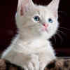 Speed of a house cat