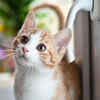 The first cat in space