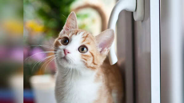 The first cat in space