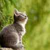 The oldest cat
