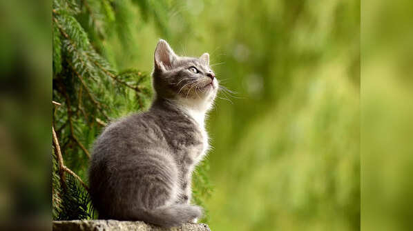 The oldest cat