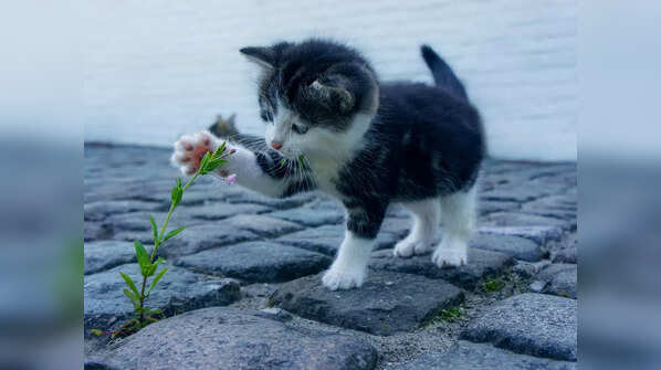 Things you didn't know about cats