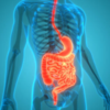 ​Vitamin B12: Key points to know