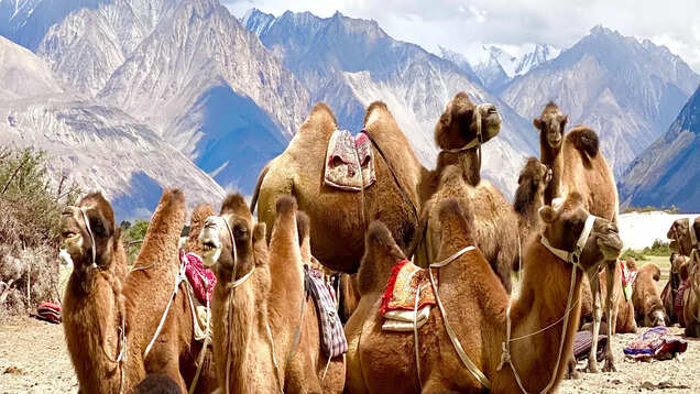 Ladakh's Nubra Valley to host the 6th Siachen Folk Festival soon