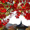 Article image for: Learning <i class="tbold">korean</i>