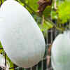 Article image for: <i class="tbold">ash gourd</i> (Petha)
