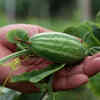 Pointed Gourd (Parval)