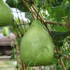 Bottle Gourd (Lauki/Doodhi)