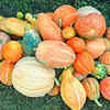 Benefits of consuming gourd