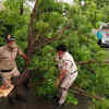 trees uprooted in delhi