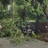 trees uprooted in noida