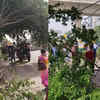 trees uprooted in noida
