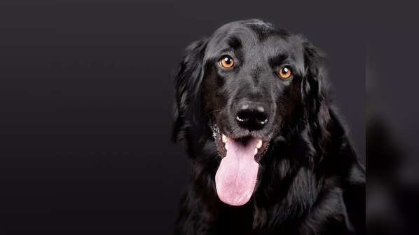 Keeping black dogs