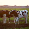 If you have cows
