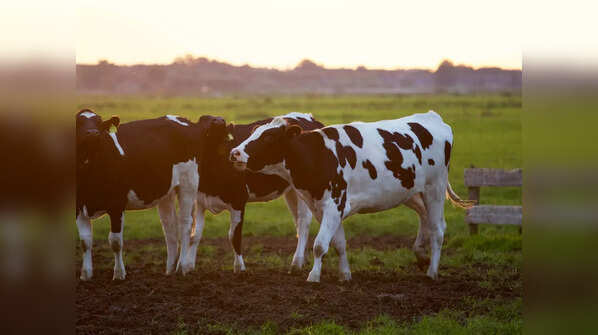 If you have cows