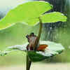 Frogs