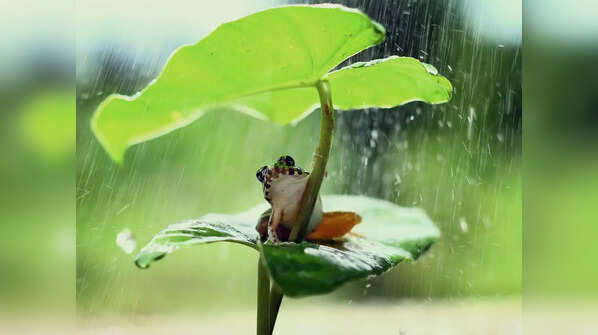 Frogs