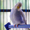 The birdcage placement