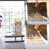 <i class="tbold">vishnupriya</i>