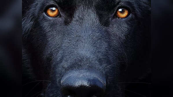 The different colours of German Shepherds
