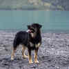 The father of the German Shepherd breed