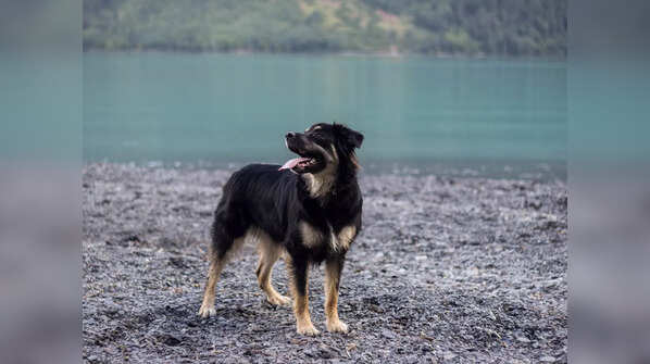 The father of the German Shepherd breed
