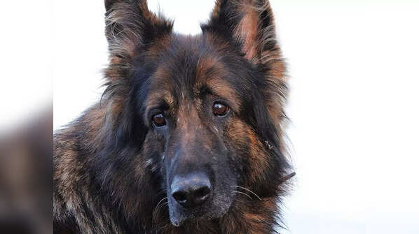 Brightest breed