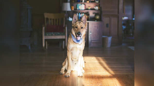 Facts you didn't know about German Shepherds