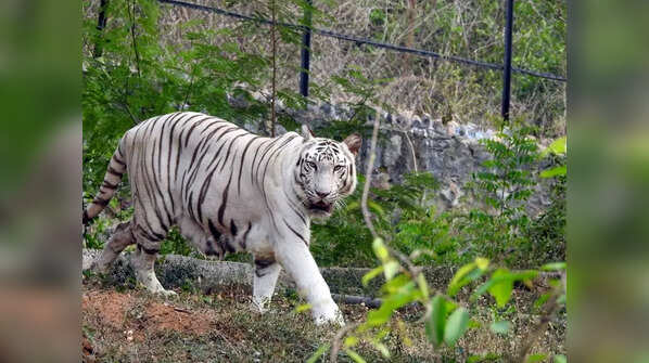 White tiger